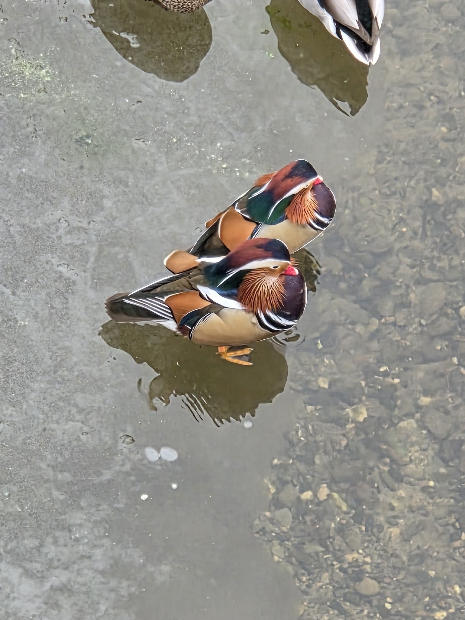 Aix galericulata (Linnaeus, 1758)