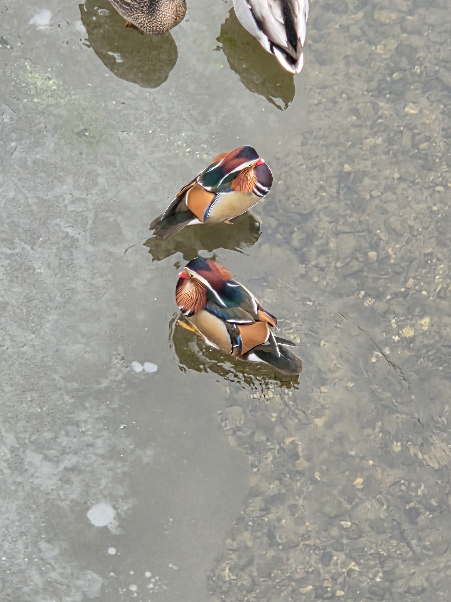 Aix galericulata (Linnaeus, 1758)