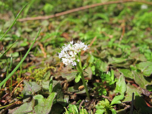 Sanicula lamelligera iNat (3)