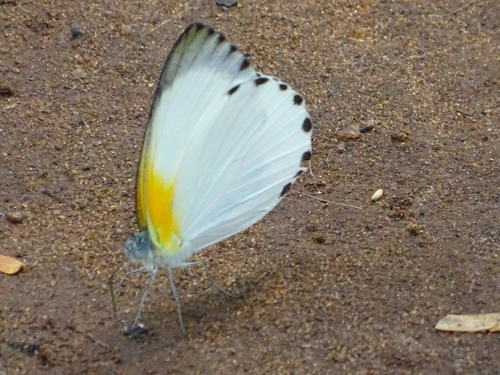 Woodland Albatross White