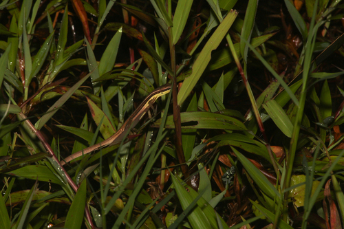 Takydromus sexlineatus