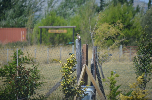 Campo Flicker (Colaptes campestris), photo 7