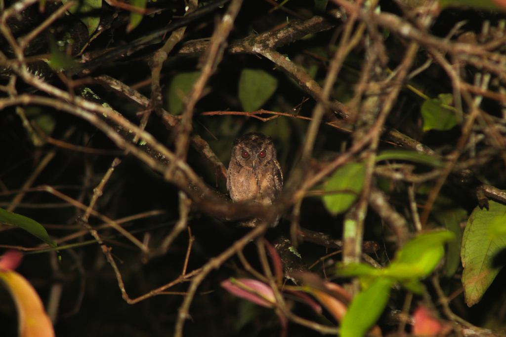 Sunda Scops Owl (Otus lempiji)