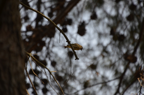 Hooded Siskin (Spinus magellanicus), photo 7