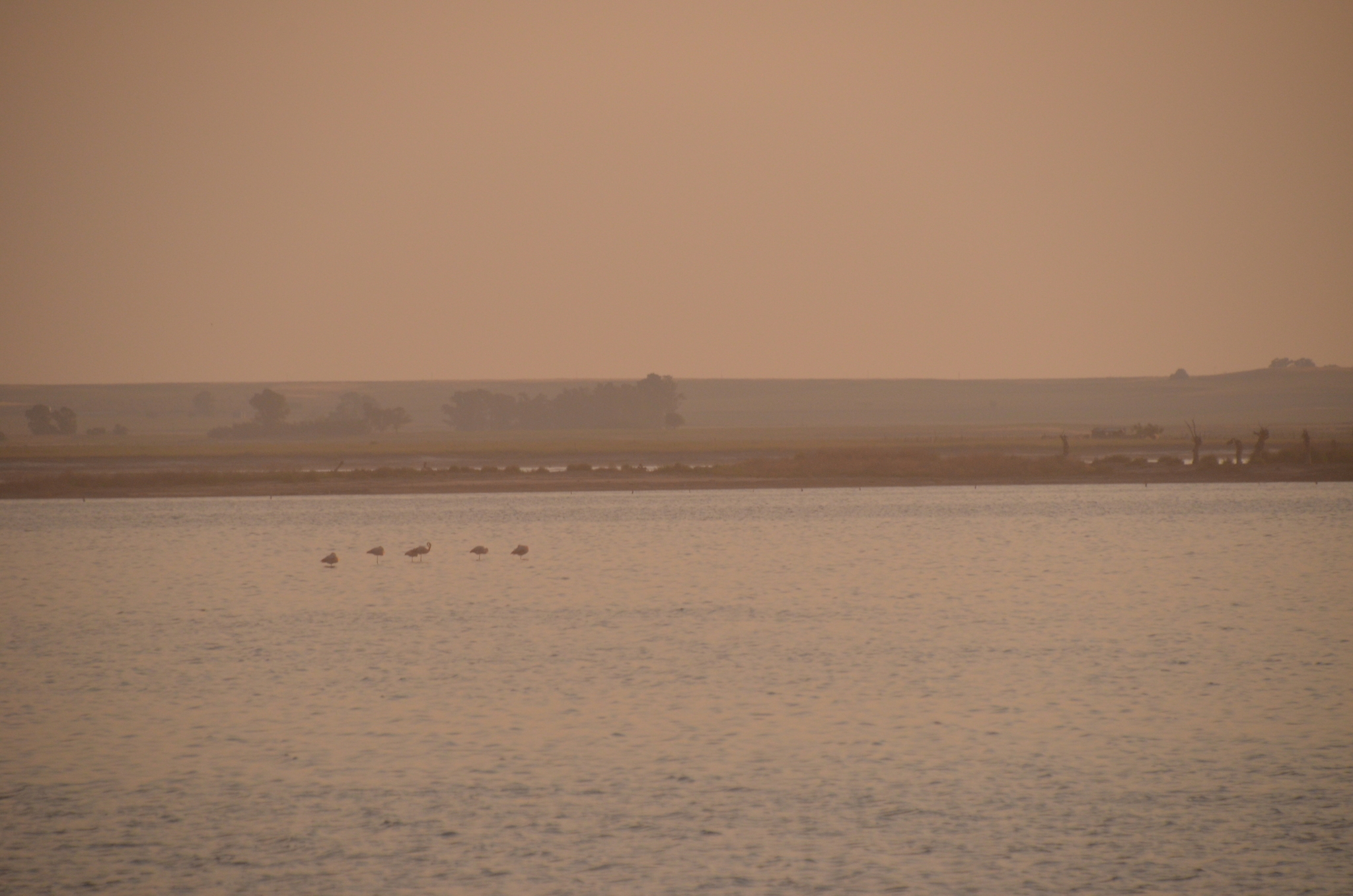 Chilean Flamingo (Phoenicopterus chilensis), photo 9