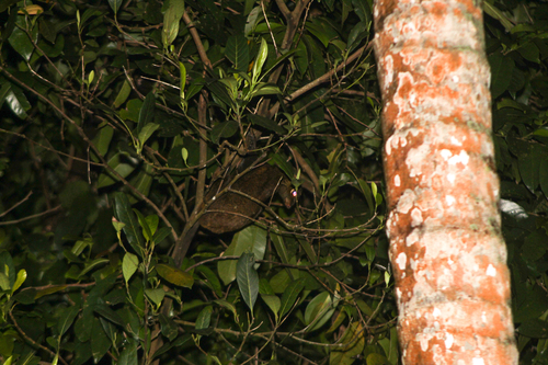 Galeopterus variegatus