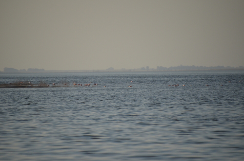 Chilean Flamingo (Phoenicopterus chilensis), photo 8