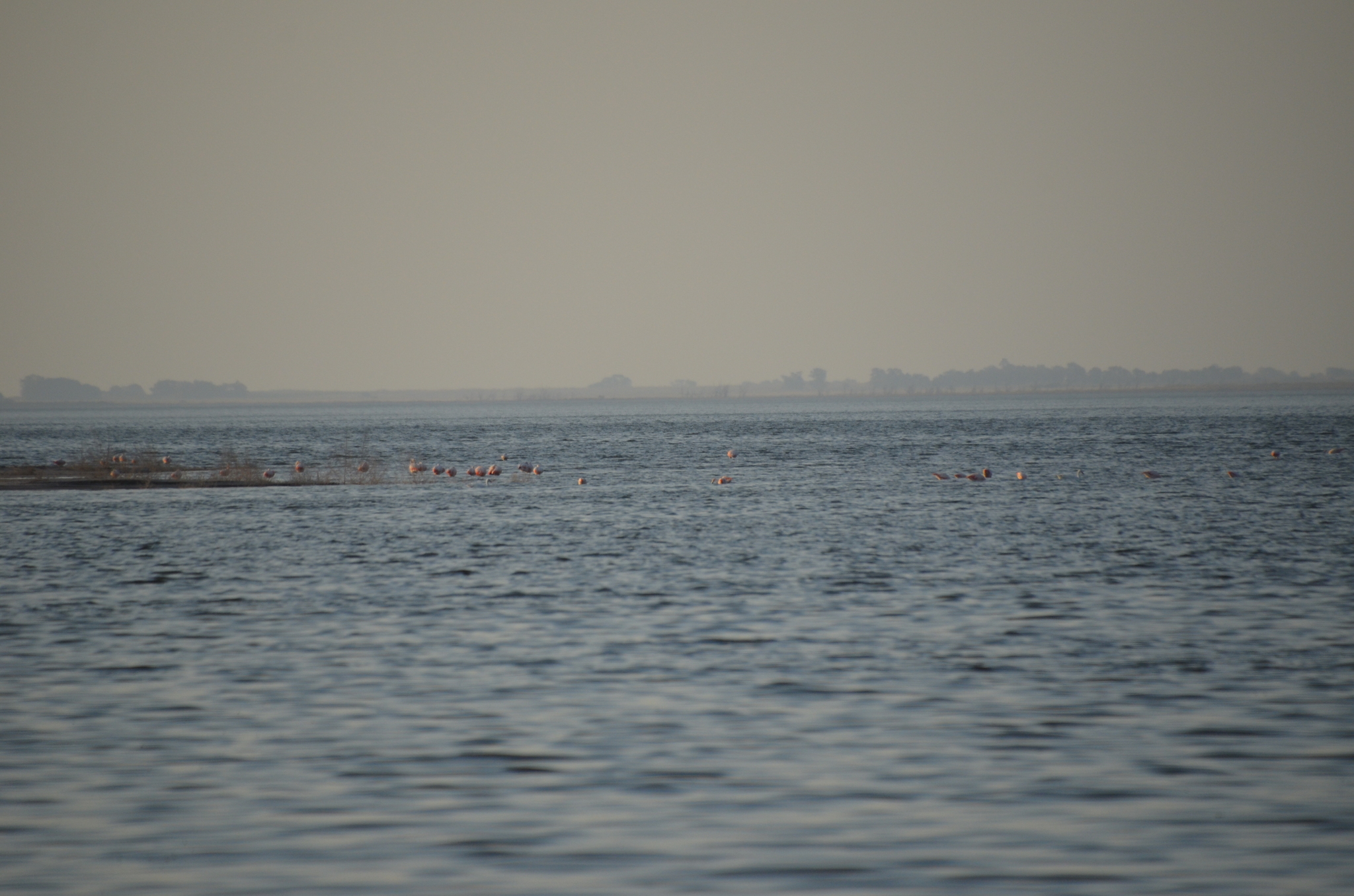 Chilean Flamingo (Phoenicopterus chilensis), photo 8