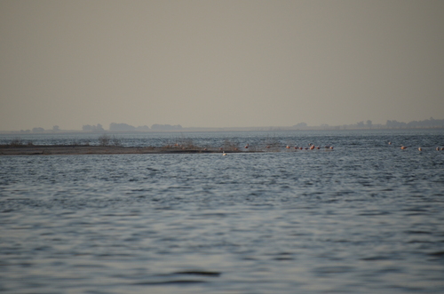 Chilean Flamingo (Phoenicopterus chilensis), photo 6