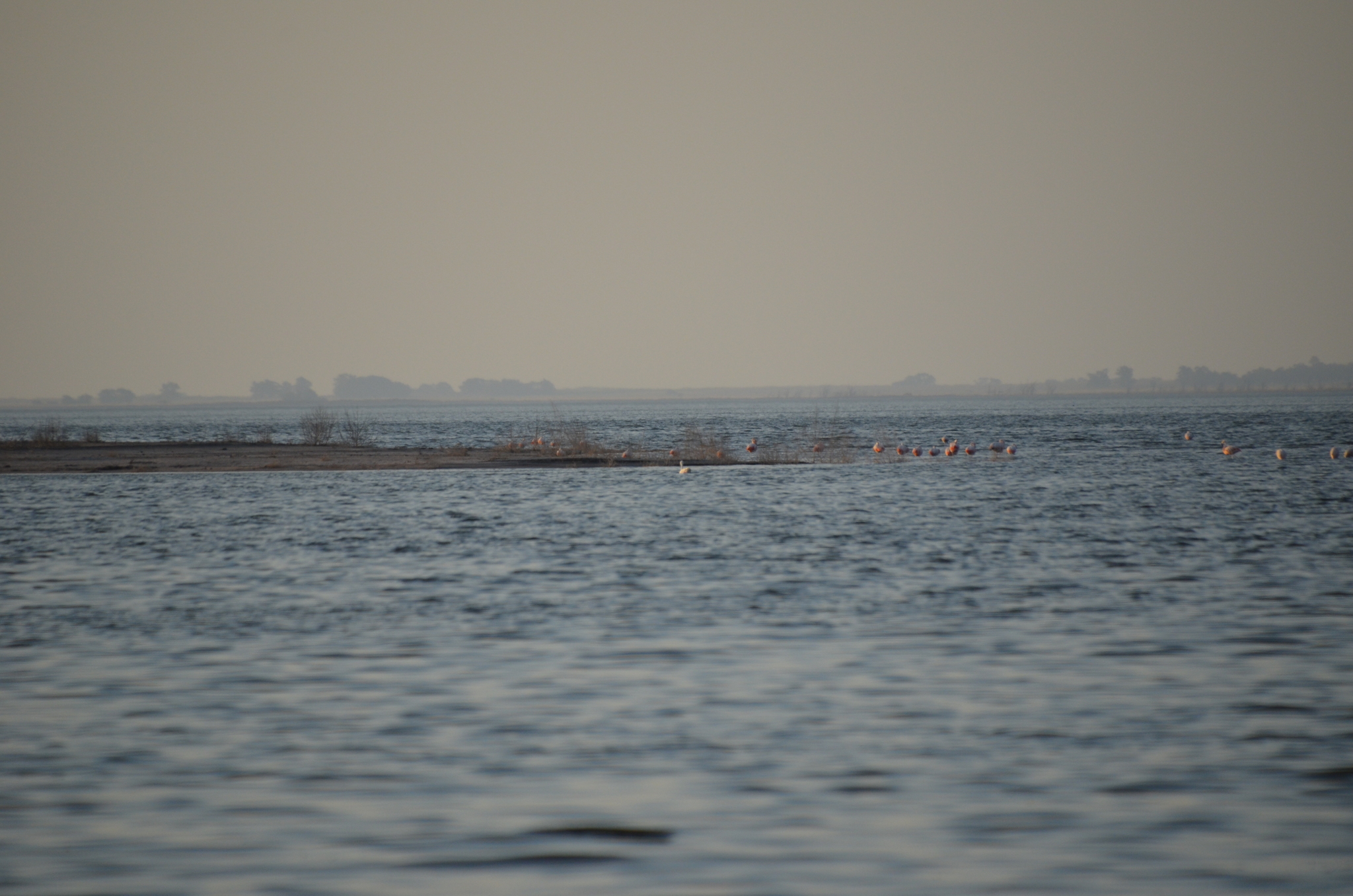 Chilean Flamingo (Phoenicopterus chilensis), photo 6