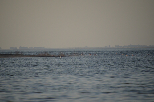 Coscoroba Swan (Coscoroba coscoroba), photo 6