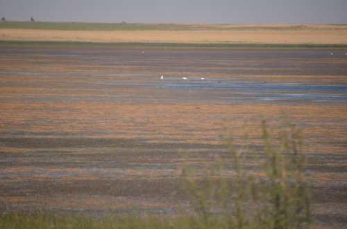 Coscoroba Swan (Coscoroba coscoroba), photo 5