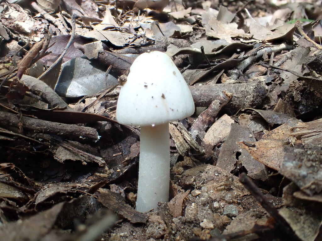 Amanita rimosa