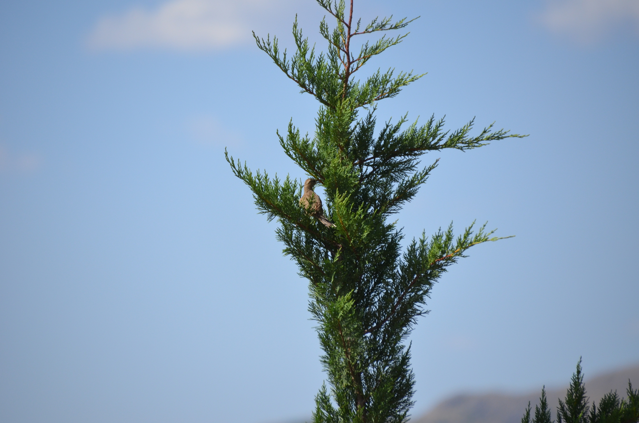 Firewood-gatherer (Anumbius annumbi), photo 3