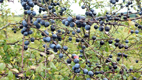 Prunus fruticans, photographed by an iNaturalist contributor
