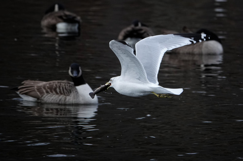 Ring-billed Gull photographed in New Jersey