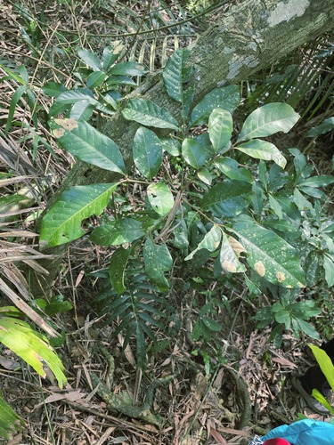 Chisocheton observed 2026-01-10