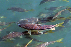 Assam Mahseer photo 2