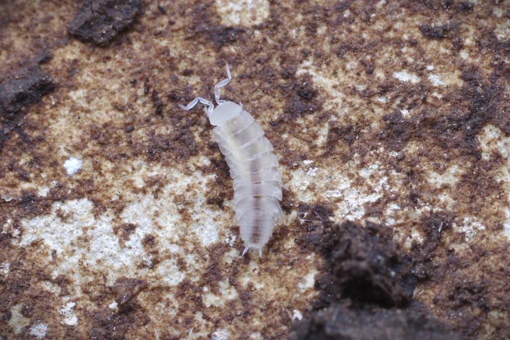 Anaphiloscia simoni