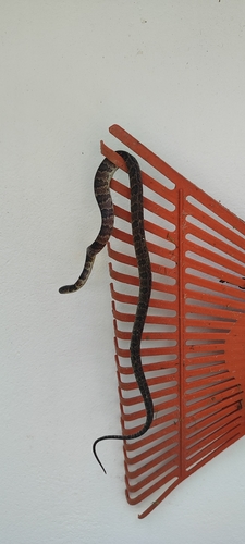 Neuwied's Tree Snake