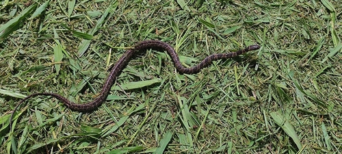Neuwied's Tree Snake