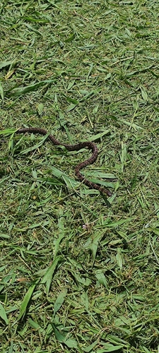 Neuwied's Tree Snake