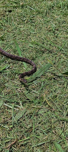 Neuwied's Tree Snake