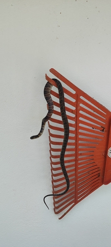 Neuwied's Tree Snake