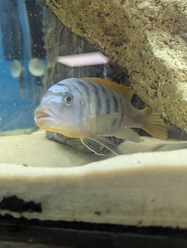 Ice blue zebra (Maylandia greshakei) — Cichlidae — 5
