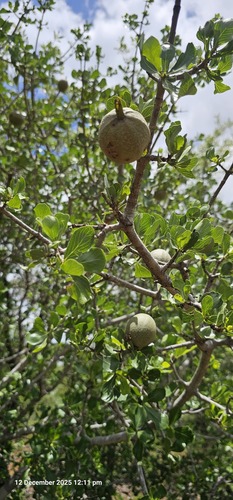 Bushveld Gardenia