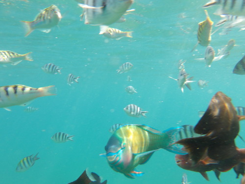 Palenose Parrotfish (Scarus psittacus)