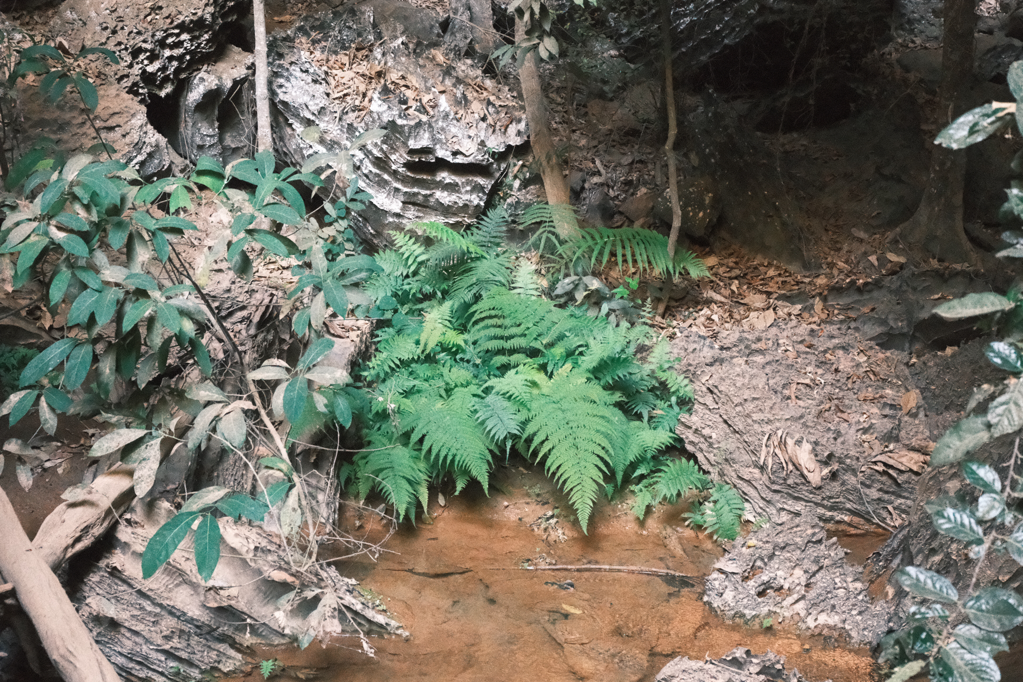 Dryopteris oligodonta