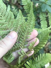 Dryopteris erythrosora