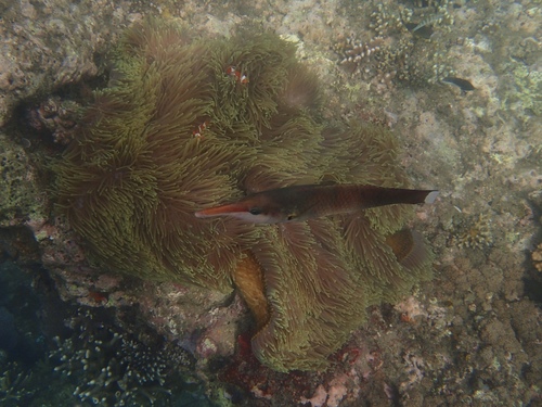 Bird Wrasse (Gomphosus varius)
