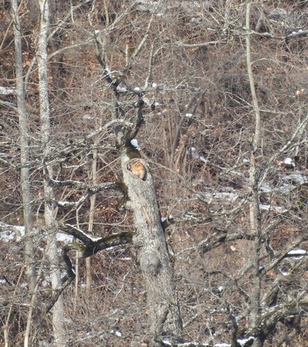 View observation of {o.common_name} on iNaturalist