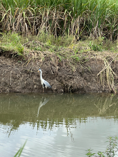 Cocoi Heron