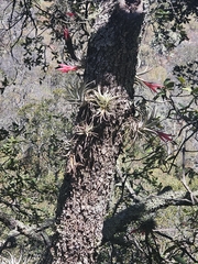 Tillandsia erubescens, photograph (c) Erick Vélez Sánchez, some rights reserved (CC BY)