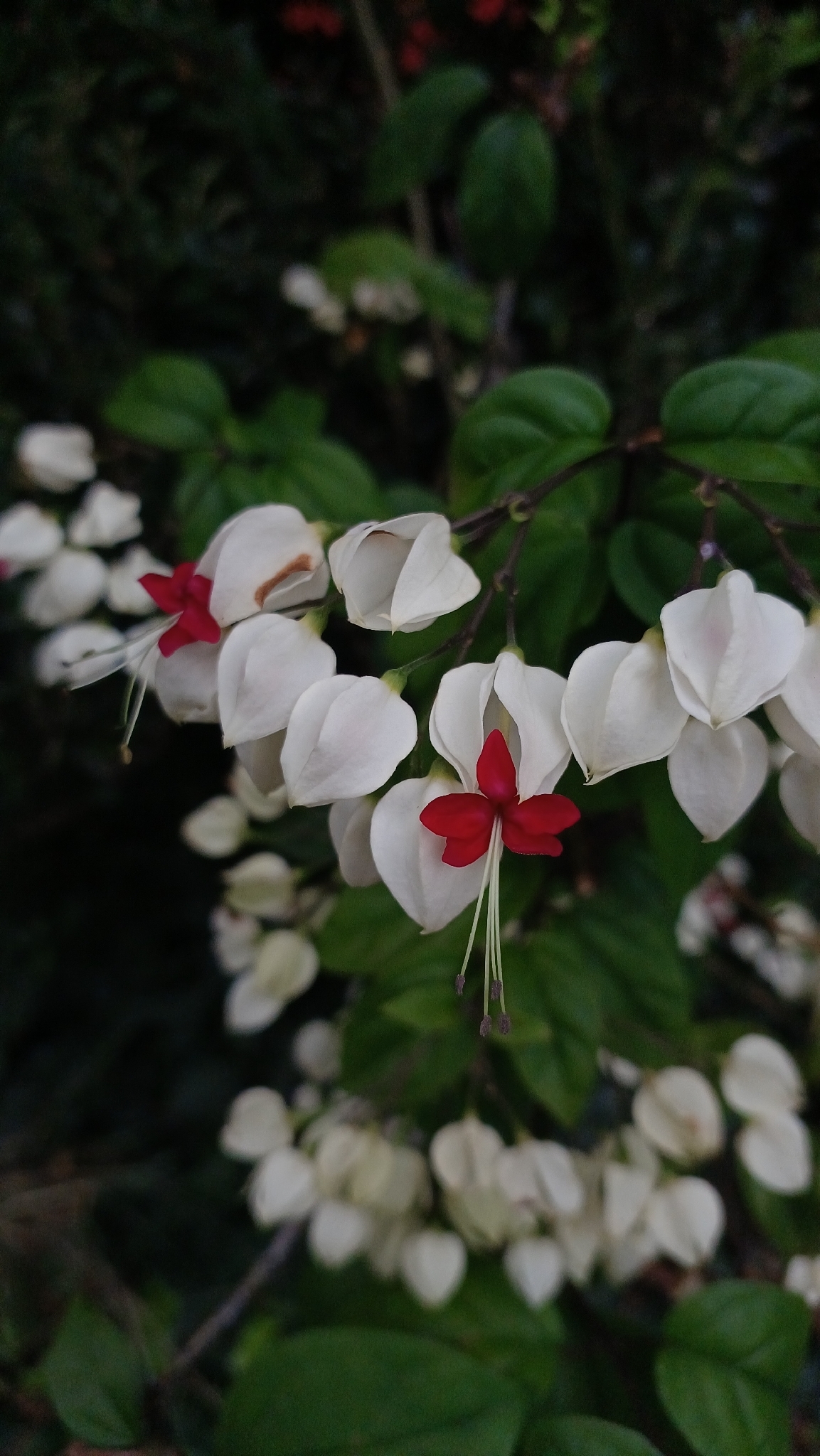 Clerodendrum thomsoniae