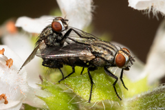 Brachycera