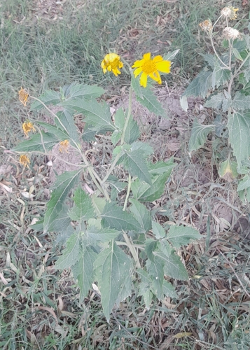 cowpen daisy