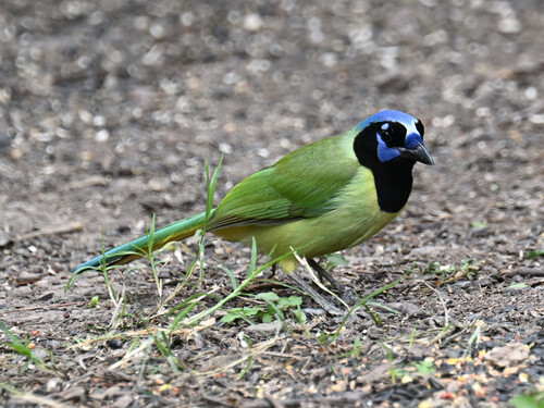 Green Jay (Cyanocorax yncas), photo 7