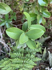 Daphnopsis racemosa