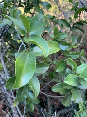 Daphnopsis racemosa