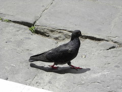 Columba livia domestica