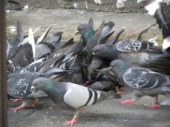 Columba livia domestica