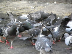 Columba livia domestica