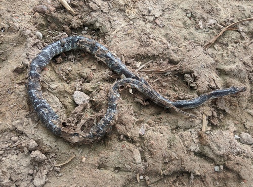 Common Krait