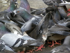 Columba livia domestica