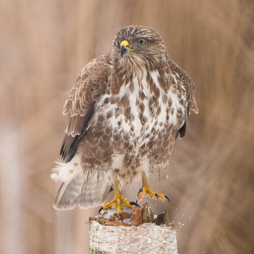 Foto de Common Buzzard