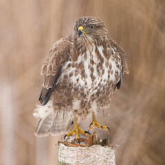 Common Buzzard photo 1